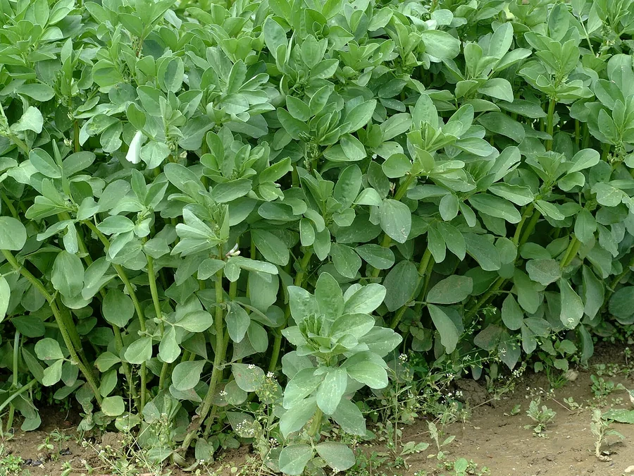 蚕豆田间植株