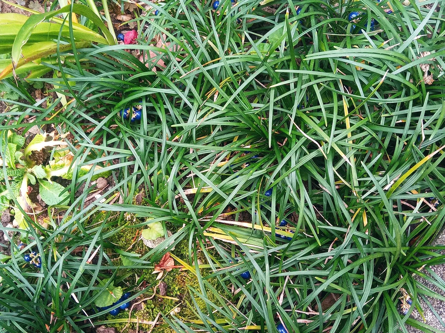 麦冬活体植株