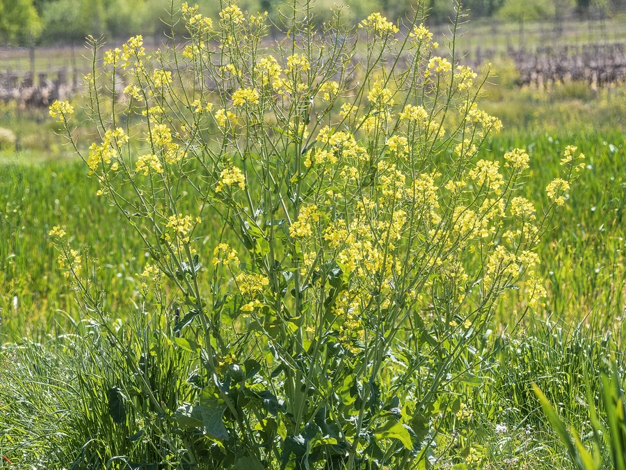 油菜植株与花序