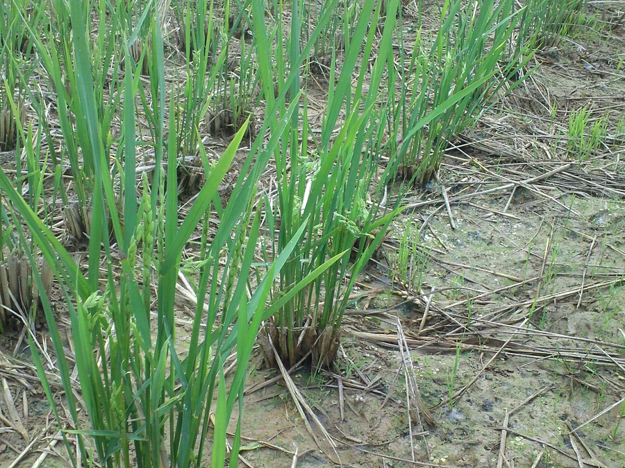 水稻植株冠层