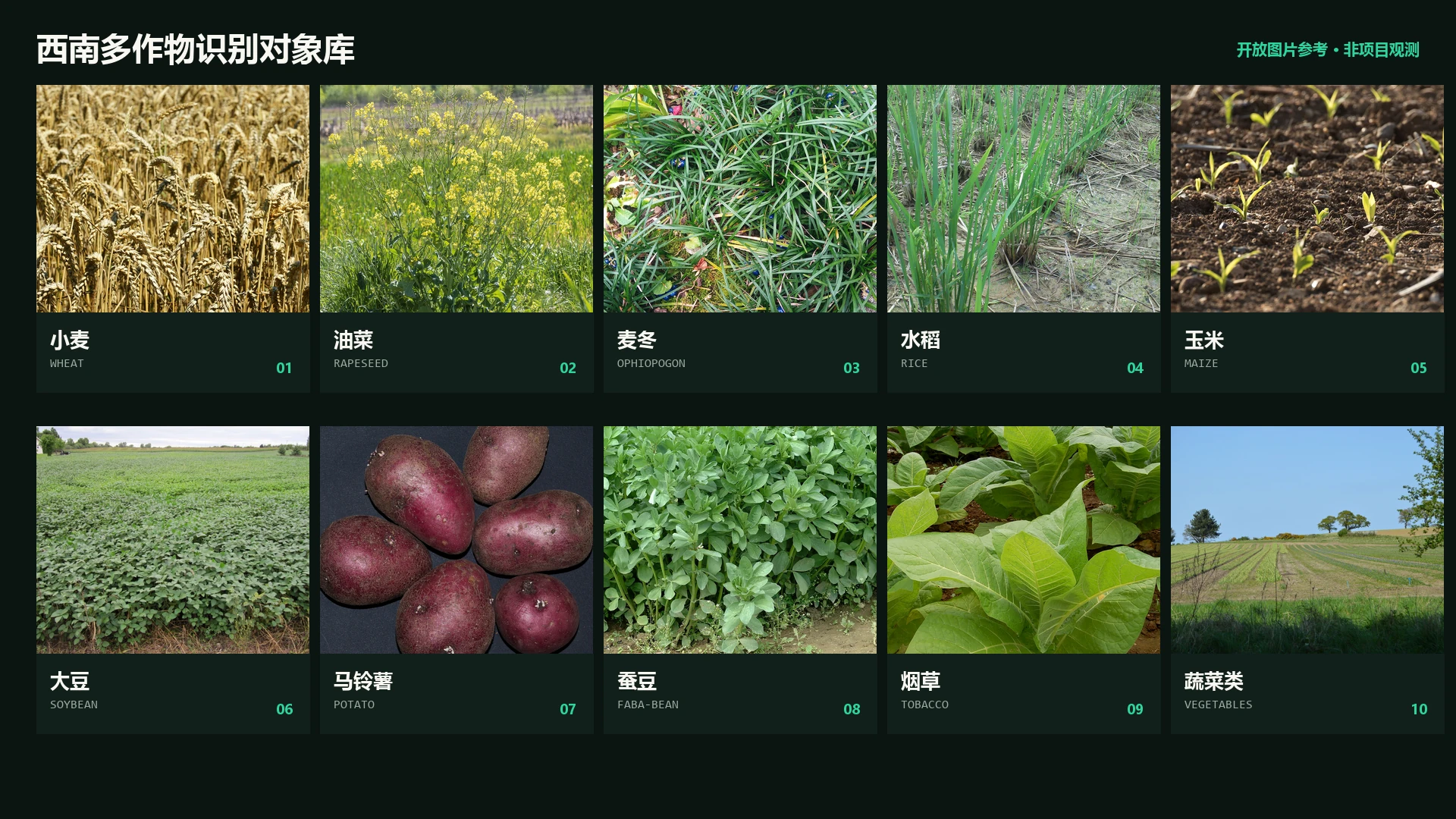 小麦、油菜、麦冬、水稻、玉米、大豆、马铃薯、蚕豆、烟草和蔬菜类开放图片图谱
